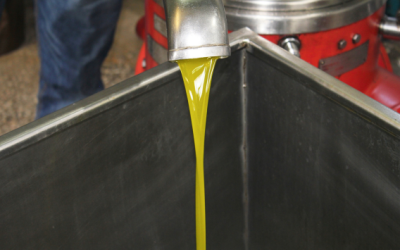 Diferencias en el proceso de producción de los aceites de oliva virgen extra de cosecha temprana